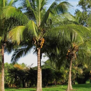 Coconut Palm Tree