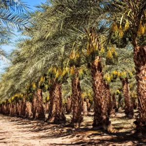 Date Palm Trees