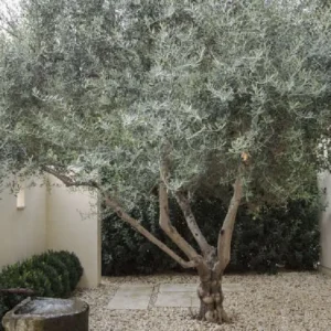 Olive Trees