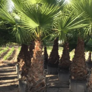 Washingtonia Palm Trees