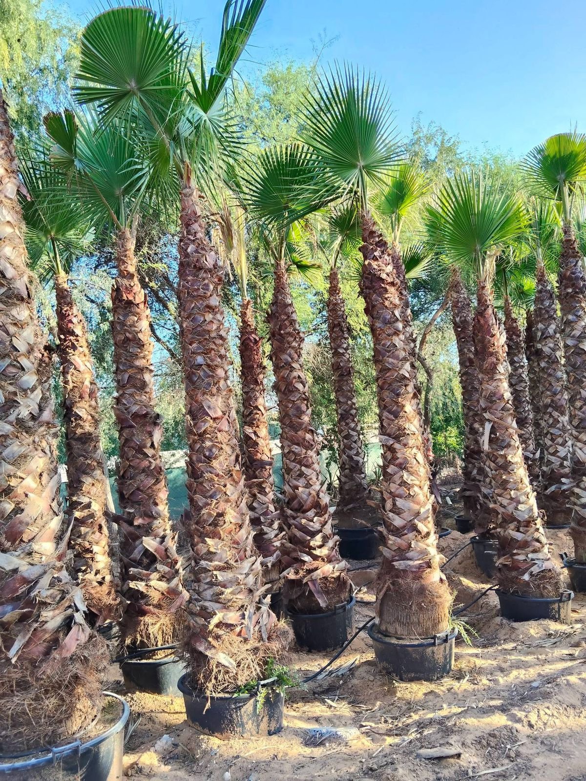 Washingtonia Palm Trees Supplier in Dubai