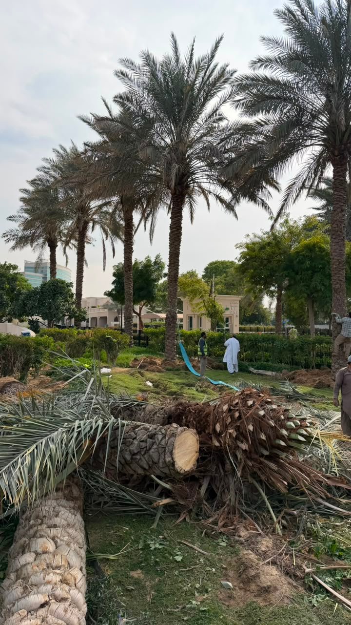 Tree cutting and removal service in Dubai