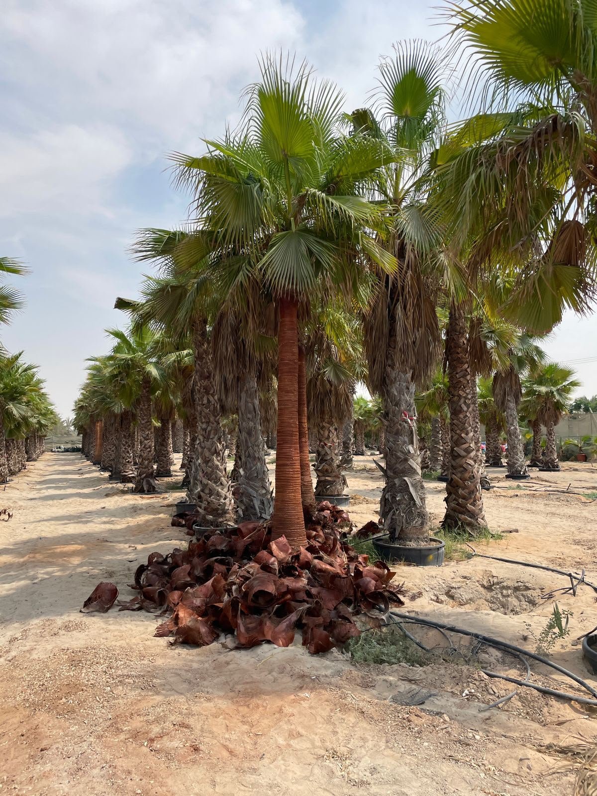 Washingtonia Palm Tree