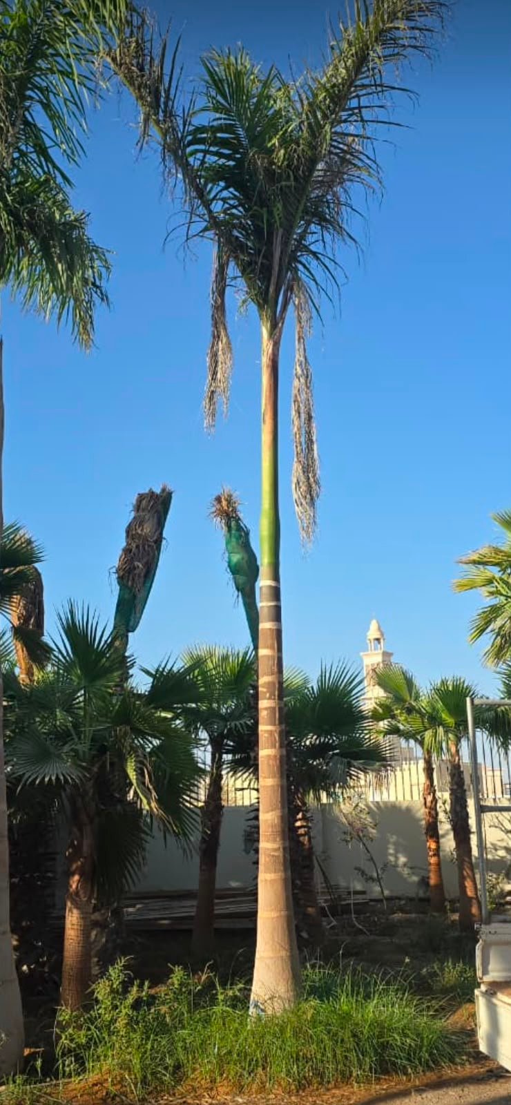 Royal Palm Tree