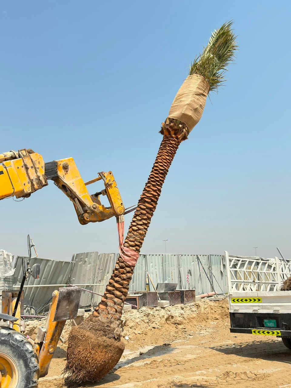 Palm tree planting and supply project in Dubai