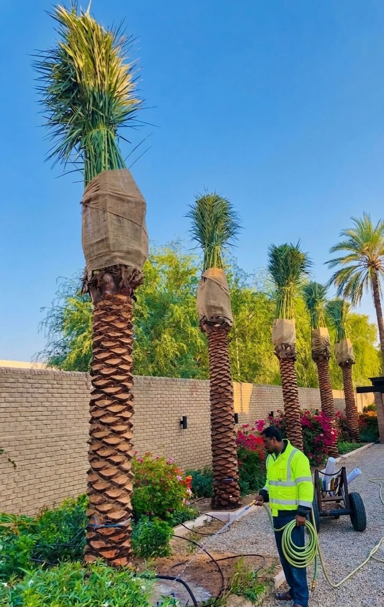 Palm and timber wood supply from Meknass Landscape