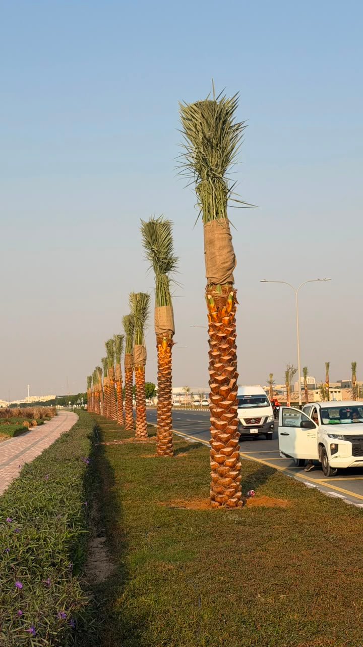 Bismarckia Nobilis (Bismarck Palm)