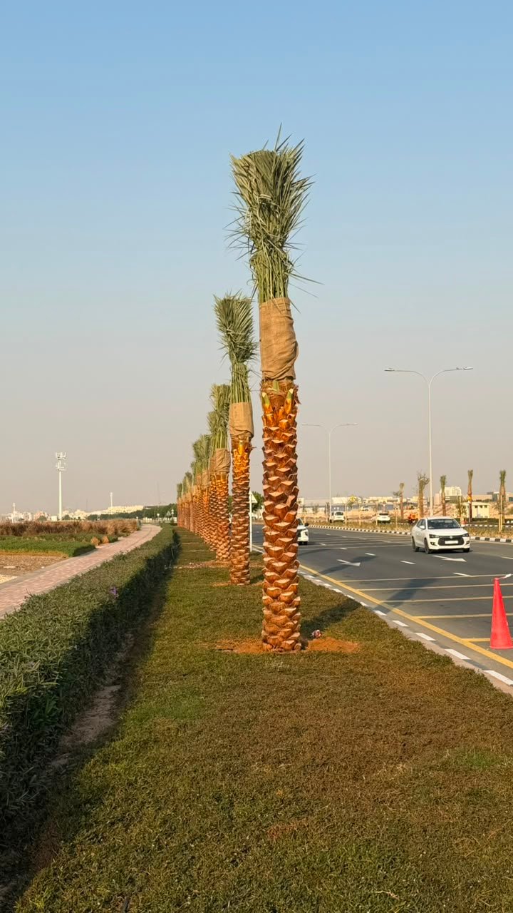 Mature date palms planted along a Dubai Hills community entrance